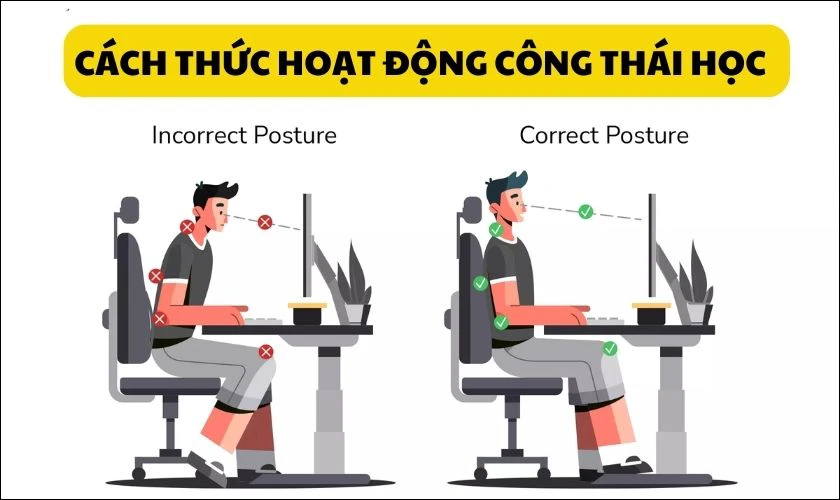 công thái học là gì